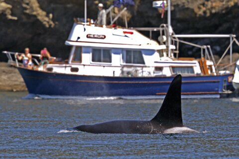 To keep whales safe, Coast Guard launches boat alert system in Seattle