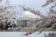 How will DC's cherry blossoms react to a cold front after an unseasonably warm week?