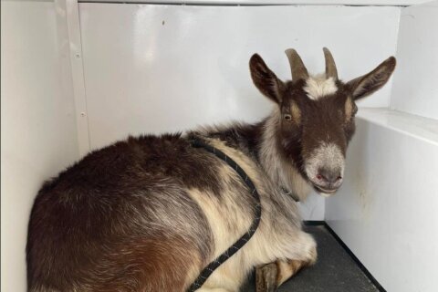 Search for lost goat’s owner in Northern Virginia could end in courtroom