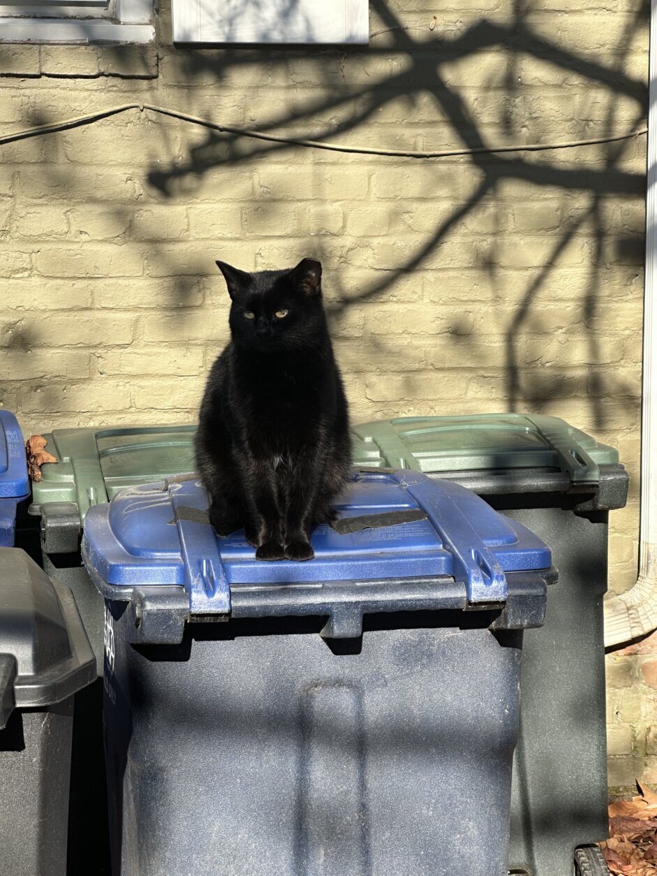 Cat sitting atop a trash can.