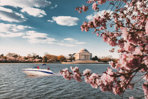 Ways to enjoy the DC cherry blossoms by boat