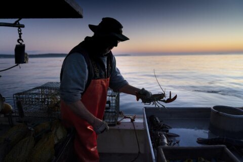 Lobster catch dips to lowest level since 2009 as fishers grapple with climate change, whale rules