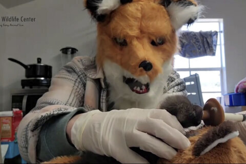 Staff at a Virginia wildlife center pretend to be red foxes as they care for an orphaned kit