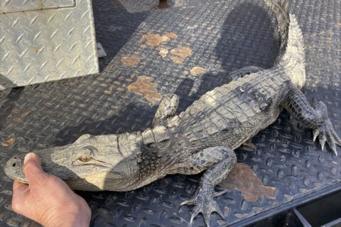 A Tennessee fisherman reeled in a big one. It turned out to be an alligator