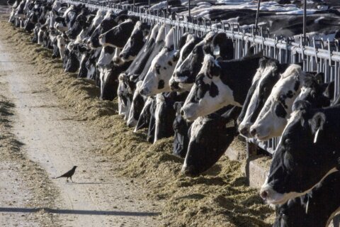 Dairy cattle in Texas and Kansas test positive for bird flu