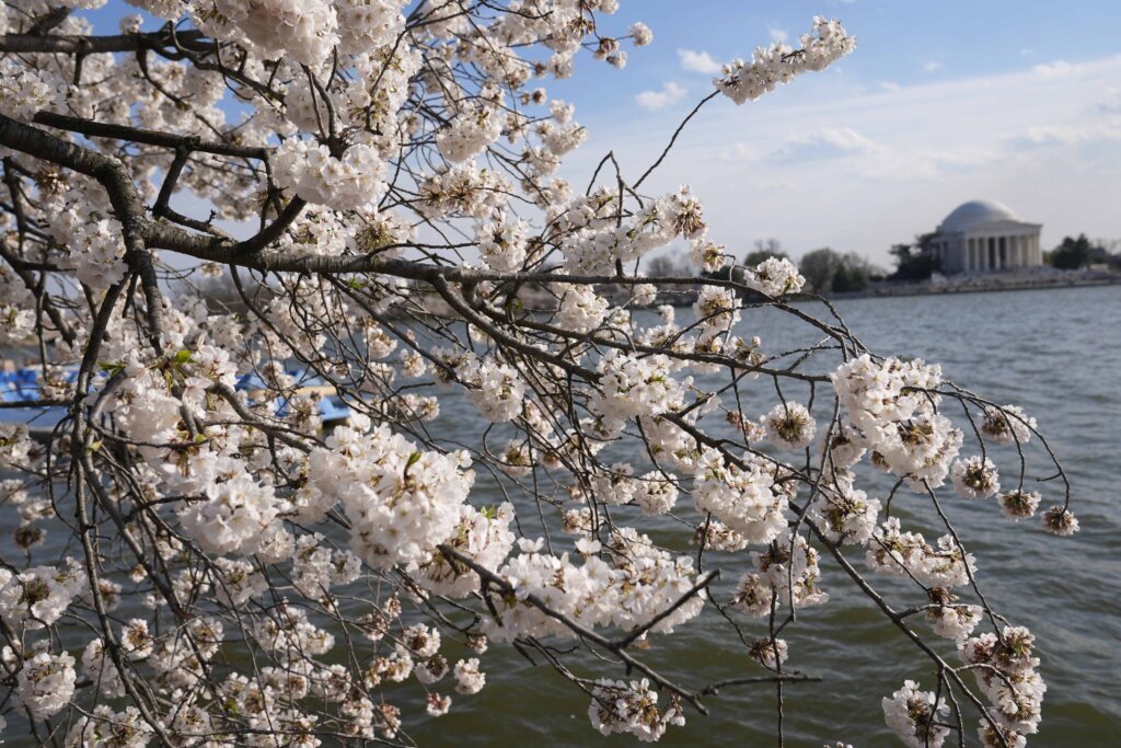 DC’s Cherry Blossom Festival tops pre-pandemic levels this year