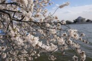 DC's Cherry Blossom Festival tops pre-pandemic levels this year