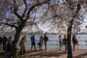 Over 100 iconic cherry trees in Tidal Basin will be cut down. So long, Stumpy