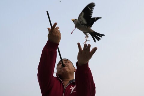 AP PHOTOS: Beijingers play fetch with migratory birds in traditional game