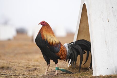 Oklahoma’s push to weaken penalties for cockfighting is frustrating opponents of the bloodsport