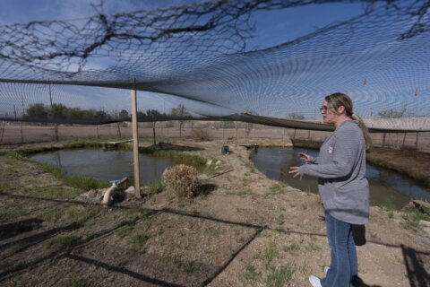 Tiny, endangered fish hinders California's Colorado River conservation plan