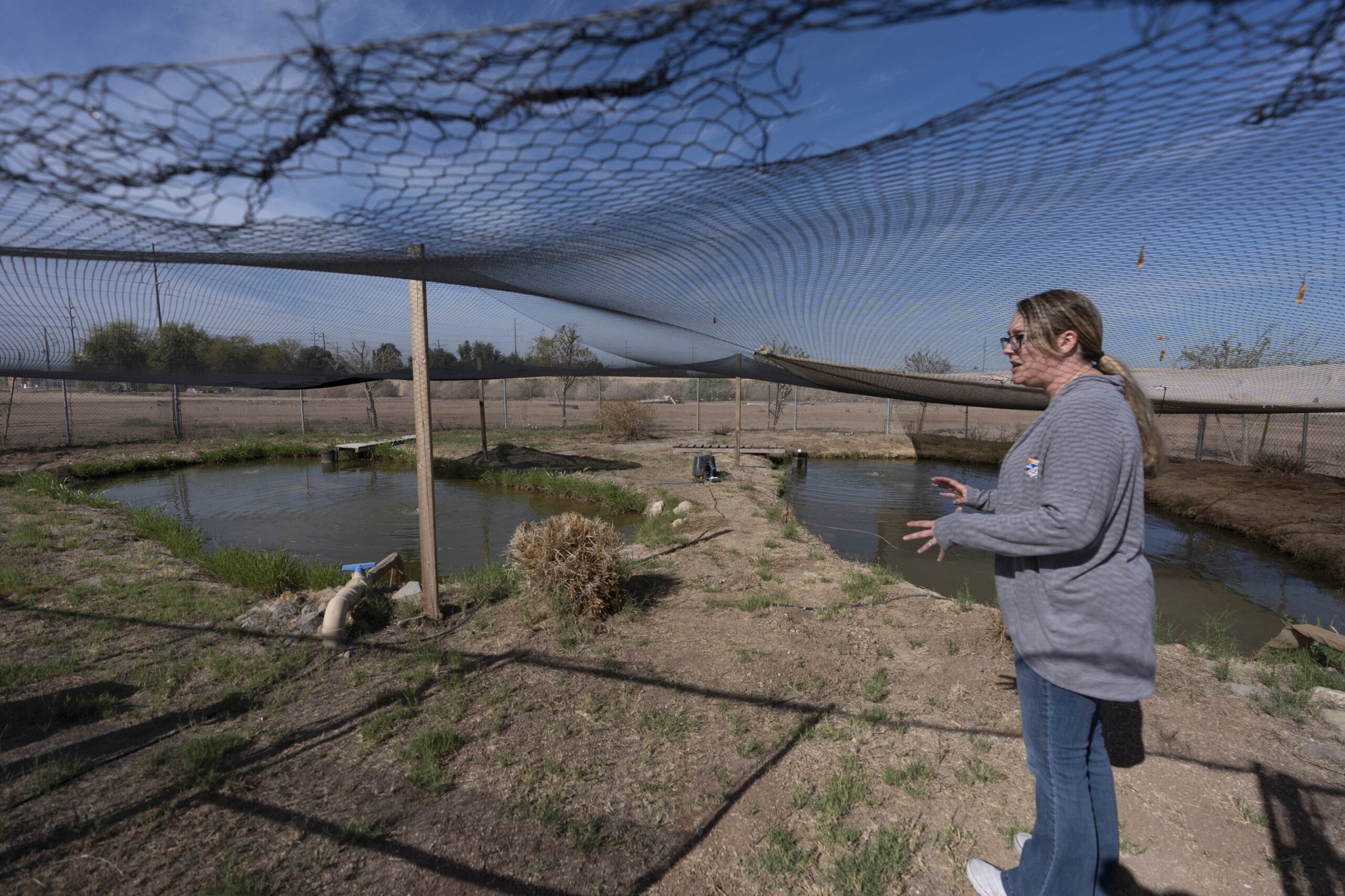 Tiny, endangered fish hinders California’s Colorado River conservation ...