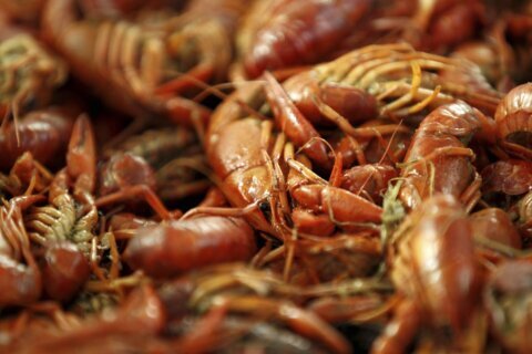 Drought pinched Louisiana’s crawfish harvest, but mudbug fans are weathering the shortage