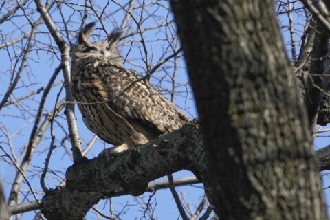 New York City owl Flaco was exposed to pigeon virus and rat poison before death, tests show