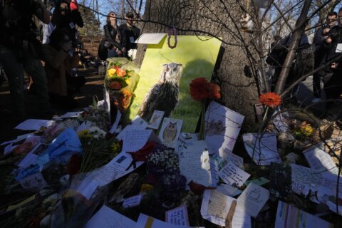 Fans gather to say goodbye to Flaco the owl in New York City memorial