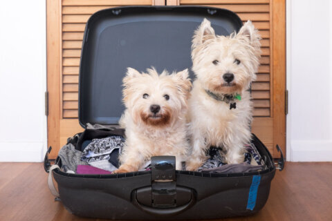 Planning a trip for spring break? Don’t forget about your pets