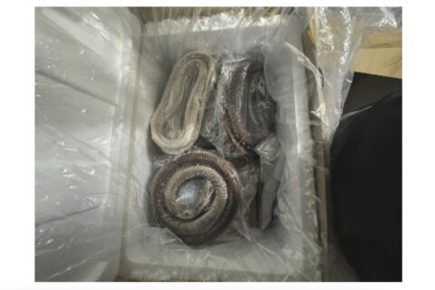 Illegally imported goose intestines hidden under rattlesnakes, federal authorities say