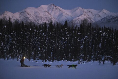 Alaska’s Iditarod dogs get neon visibility harnesses after 5 were fatally hit while training
