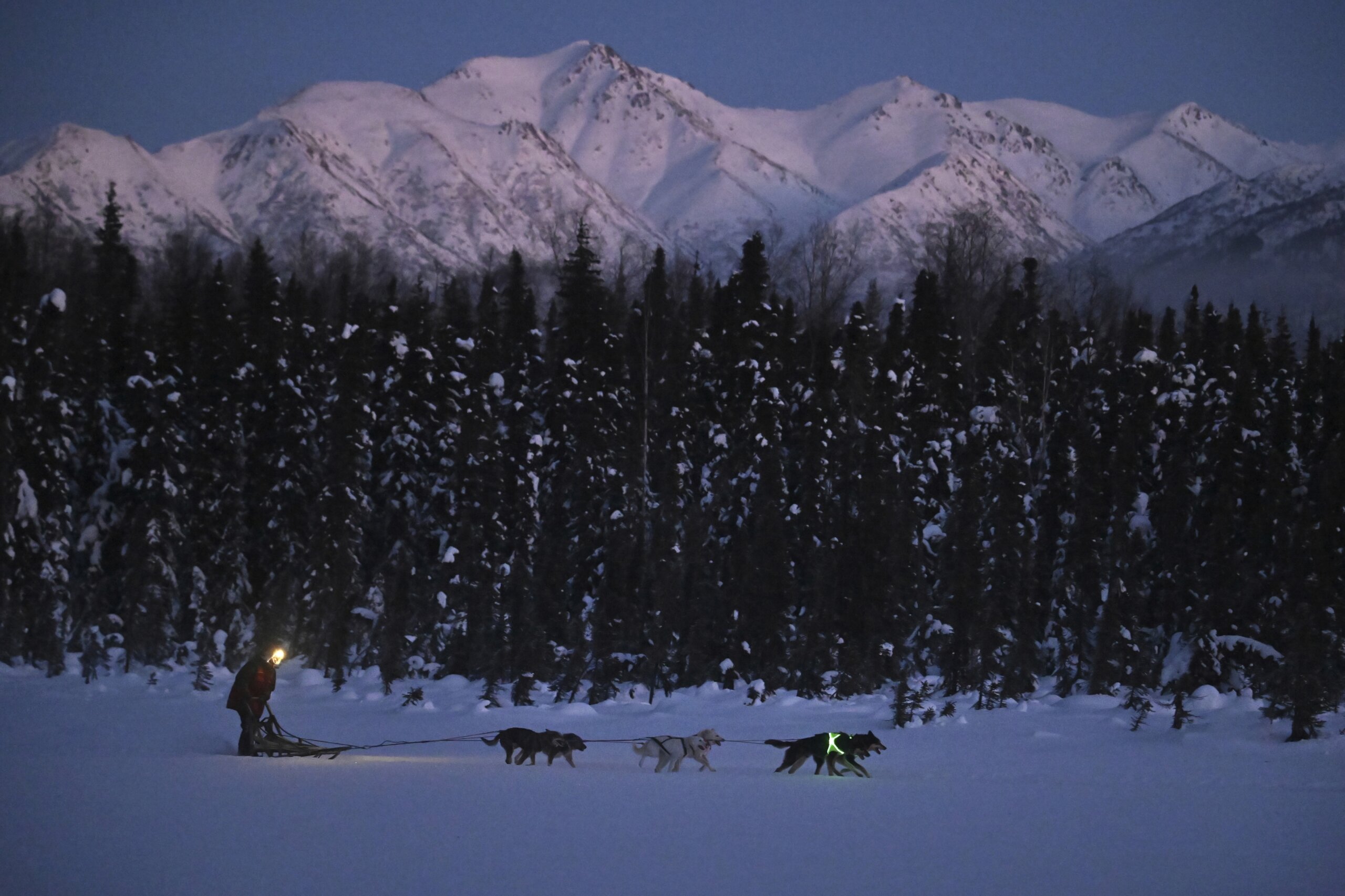 Alaska’s Iditarod dogs get neon visibility harnesses after 5 were