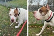 WTOP Pet of the Week: He was found tied to a fence and abandoned. This 'gentle giant' longs for a loving home