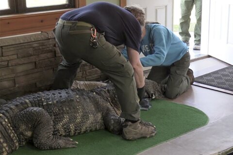 Authorities seize ailing alligator kept illegally in New York home’s swimming pool