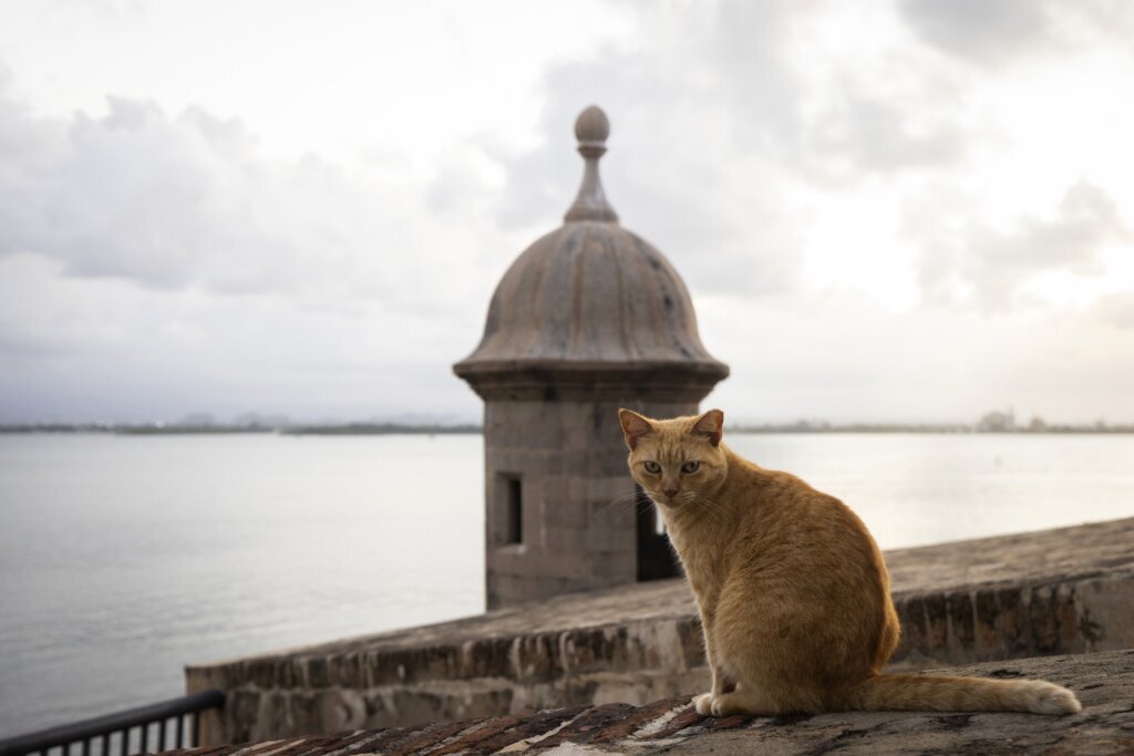 Md.-based activists sue US National Park Service over plan to remove Puerto Rico’s famous stray cats