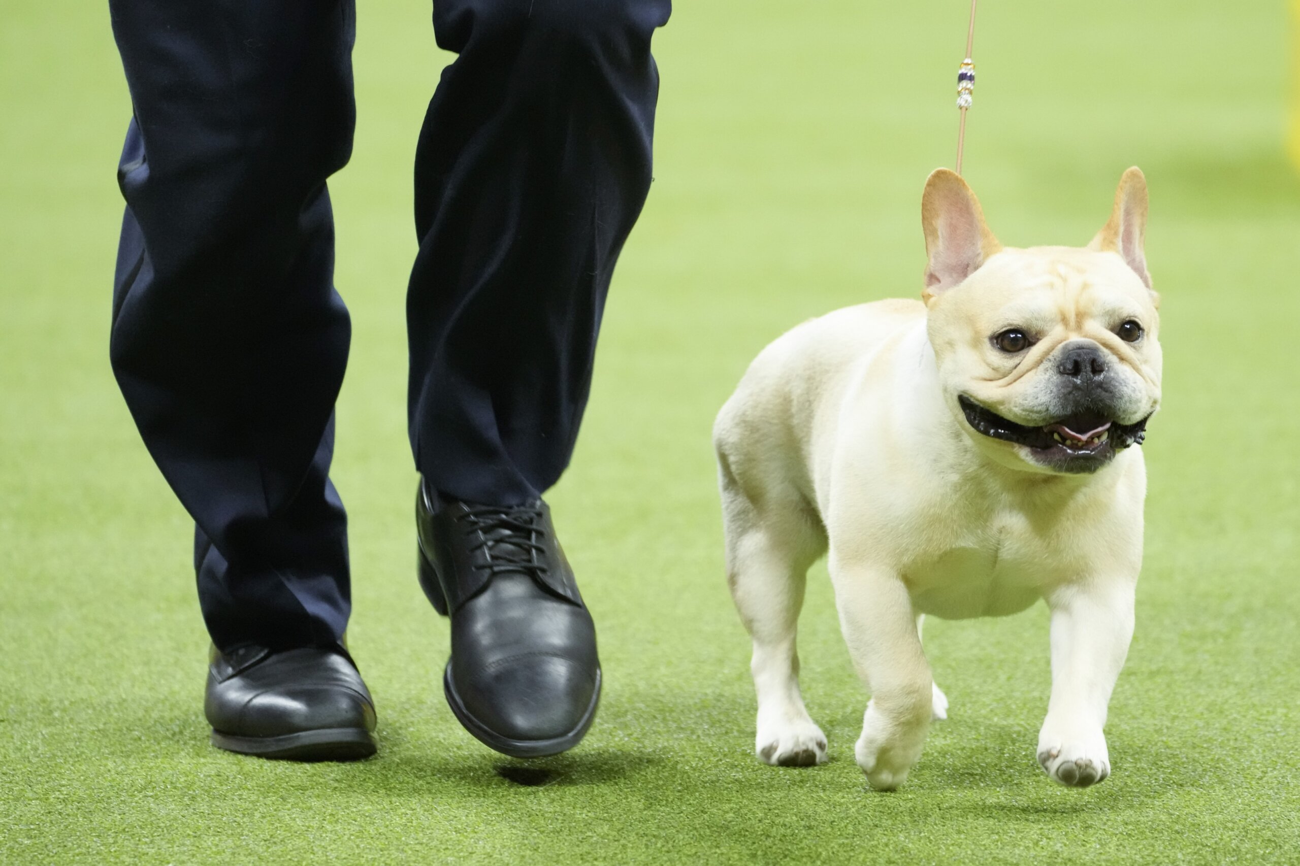 Diverse Dog Breeds Participating in the Westminster Show Today 2022