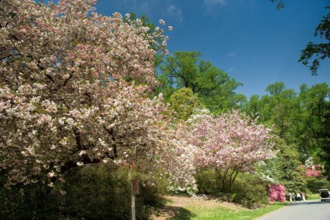 Miles from the Tidal Basin, an alternative for cherry blossom lovers