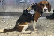 Dogs at Dulles Airport: Meet the security dogs you can't pet