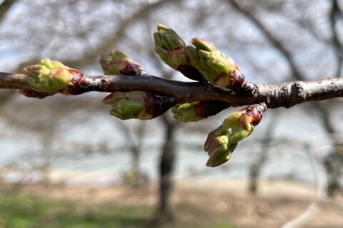 DC cherry blossoms hit halfway mark to peak bloom