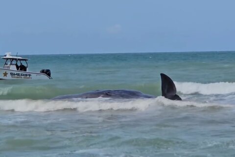 Sperm whale dies after beaching along Florida’s Gulf Coast
