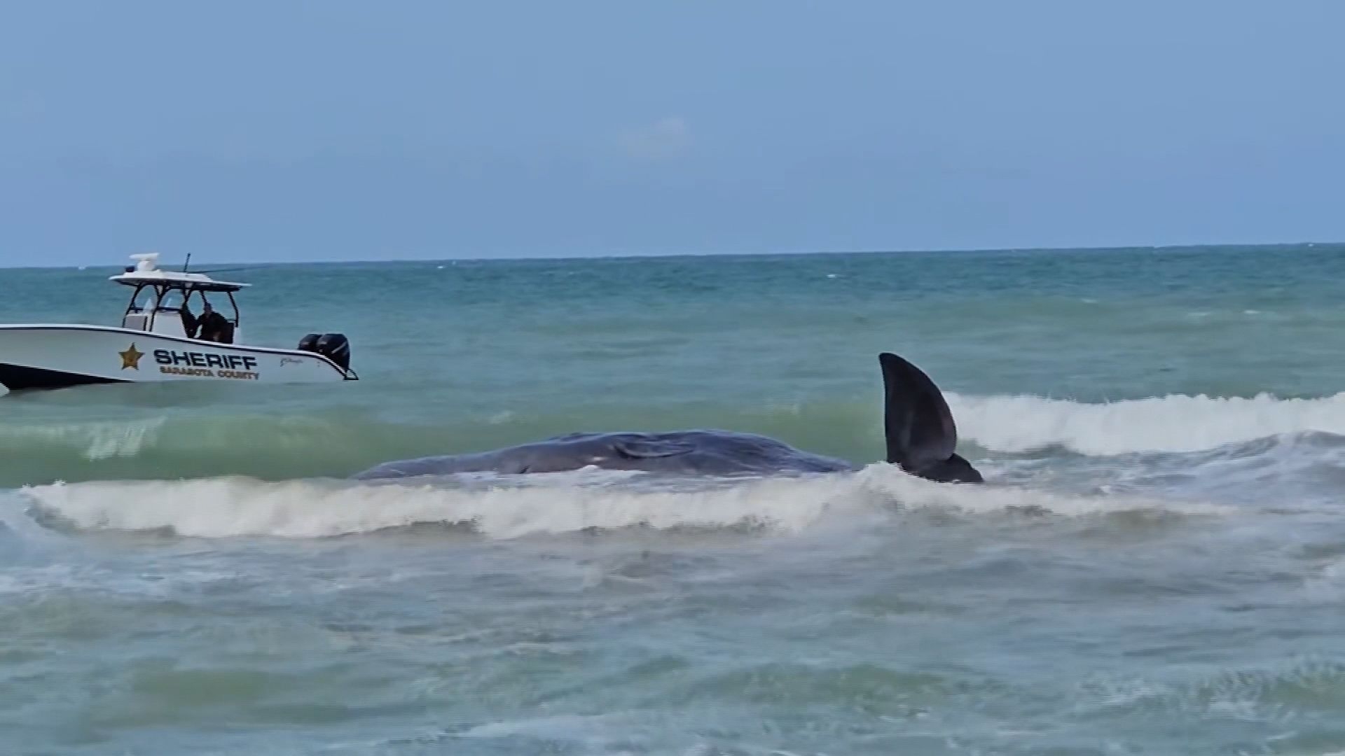 Sperm whale dies after beaching along Florida’s Gulf Coast - WTOP News