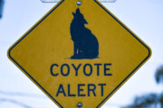 Coyote tests positive for rabies after attacking 2 women in Montgomery Co.