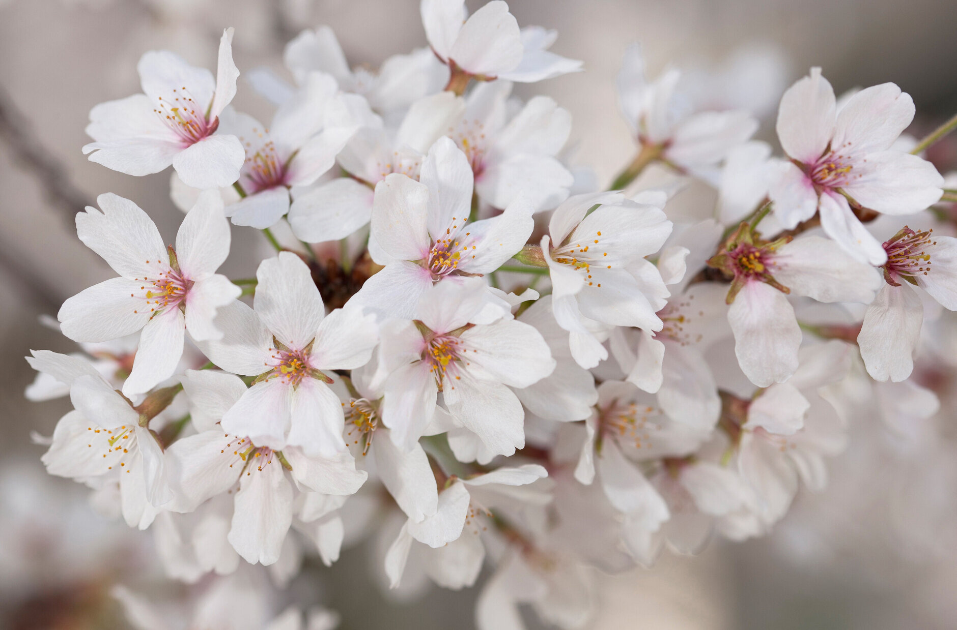 Yoshino Cherry Blossom Tree