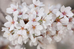 Yoshino Cherry Blossom Tree