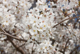 Fragrant White Almond Scented Flowers