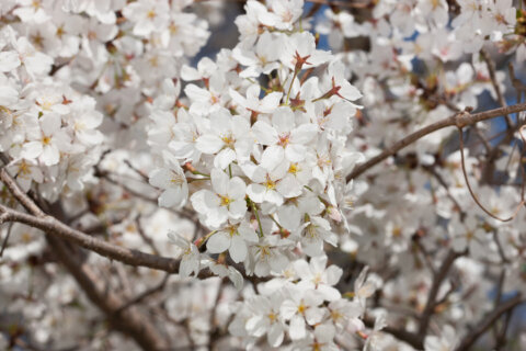 DC’s iconic cherry blossoms are enjoying the cooler temperatures