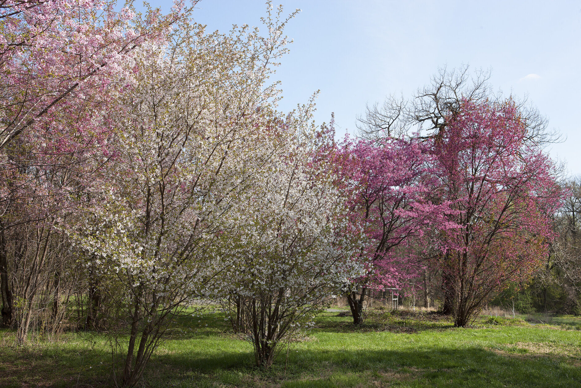 Cherry blossoms at the U.S. National Arboretum.