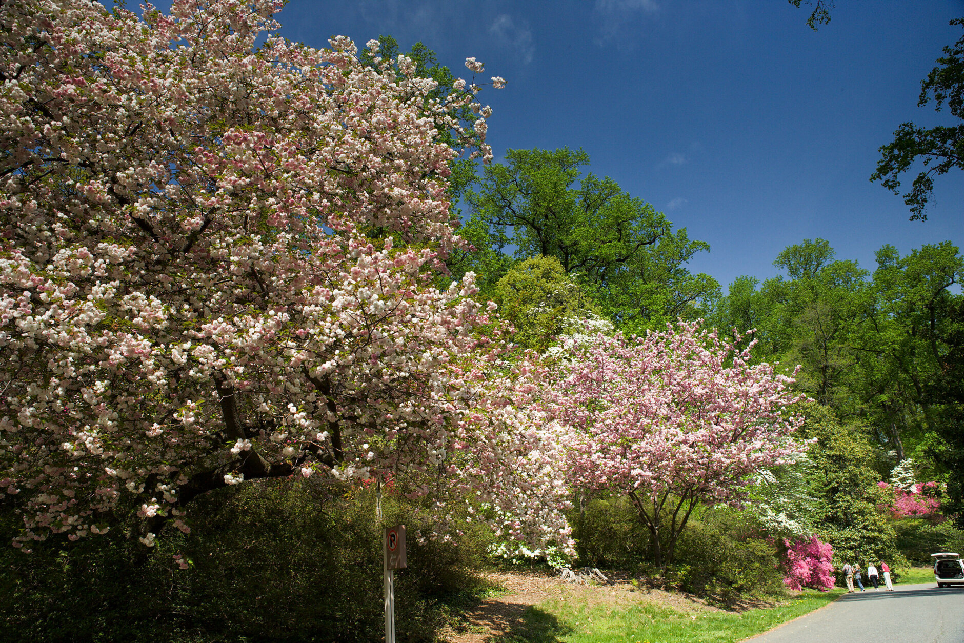 National Arboretum Cherry Trees