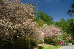 National Arboretum Cherry Trees