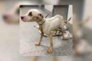 A severely emaciated hound mix dog was left at a park in Woodbridge on March 2, 2024, according to poilce in Prince William County, Virginia. (Courtesy, Prince William Co. Police Department)
