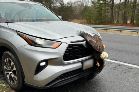 Bald eagle rescued from car grill after collision in Maryland