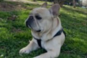 French bulldog Recardito missing after car stolen in Northwest DC