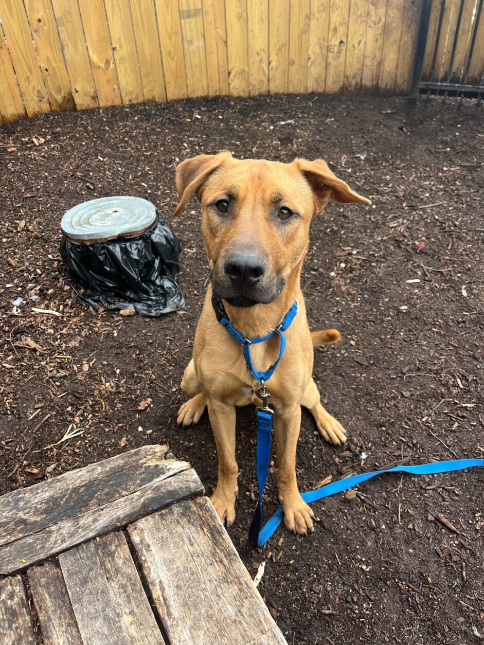 <p>Meet Arturo!</p>
<p>One-year-old Arturo is a social butterfly. He has a solid track record of living harmoniously with both adults and children, loves going on walks and having fun. Though he may benefit from a touch of training, Arturo is a quick learner and eager to please. He’s already mastered commands like sit and leave it, and he&#8217;s excited to learn more.</p>
<p>At a recent adoption event, Arturo charmed everyone with his patience and gentle nature. He greeted people of all ages — including babies and other dogs — with gentle love and kindness. With his friendly and goofy nature, Arturo is the epitome of the perfect family dog: ready to bring endless joy and love into your home.</p>
<p>If you&#8217;re ready for a loving companion who&#8217;s eager to be a part of your family, consider adopting Arturo today! Learn more: <a href="http://www.humanerescuealliance.org/adopt">www.humanerescuealliance.org/adopt</a>.</p>
