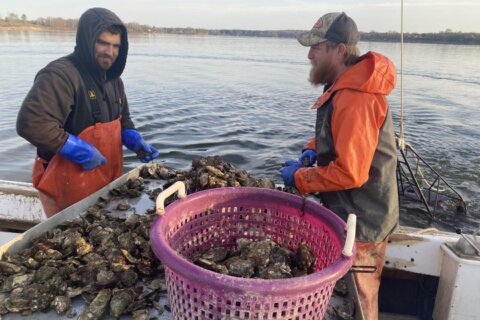 maryland fisherman oysters on boat
