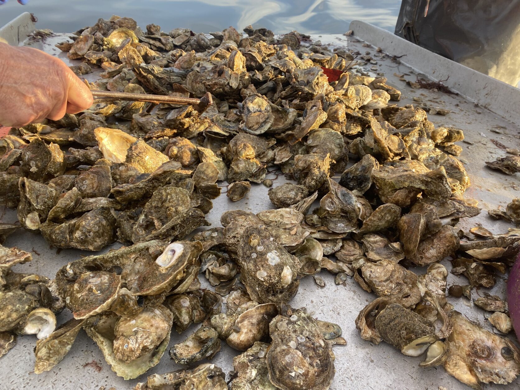 <p>Brown, who is also the president of the Maryland Watermen’s Association, said the repeated rainfall that’s drenched the mid-Atlantic the past couple of months will reduce that salinity at a time when oysters need that to boost their immune system and avoid disease.</p>
<p>But just when supplies are rising, demand appears to be waning, meaning Maryland’s watermen are making less money than they used to.</p>
<h3>Bushels sell for less, impacting watermen’s bottom line</h3>
<p>“Well, it&#8217;s very simple. I think seafood is a luxury,” Brown said.</p>
<p>Even though many economic indicators are and have been positive for a while, it doesn’t mean people haven’t been wary about spending on certain things. And Brown said at the grocery store the amount of chicken or beef you can get for $35 goes a lot further than the amount of oysters you can get for $35. That’s sent the price of a bushel of oysters from $45-50 down to around $35.</p>
<p>“When you&#8217;re down that much on your sales, that&#8217;s your gross, that&#8217;s where you profit is,” Brown said. “Your profit is not in the first bushel you catch, it&#8217;s in the last bushel you catch because you know you got to keep the boots up, the equipment up.&#8221;</p>
