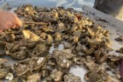 Why these oysters going in a Chesapeake Bay tributary won't be destined for your dinner plate