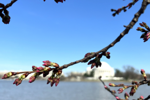DC’s cherry blossoms closing in on peak bloom with ‘peduncle elongation’