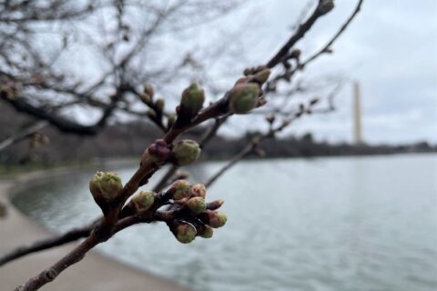 DC’s cherry blossoms enter 2nd stage of bloom