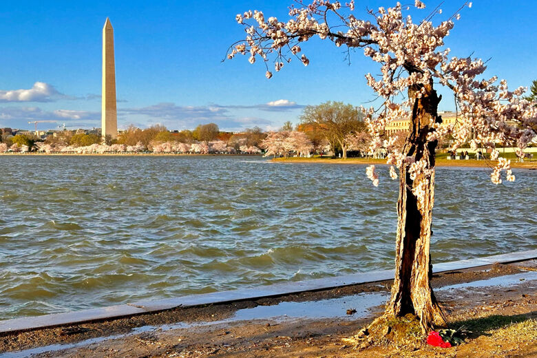 Washington Monument behind cherry tree at the Tidal Basin